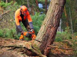 Mulching Services in Oakley, CA