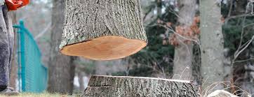 Best Fruit Tree Pruning  in Oakley, CA