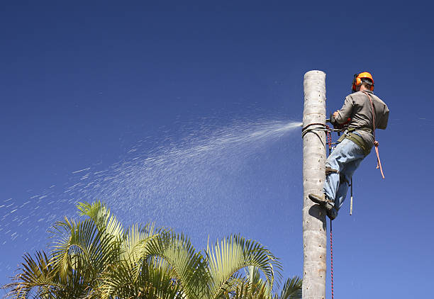Oakley, CA Tree Care Company