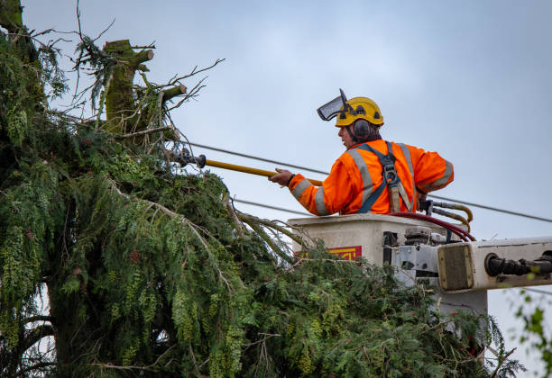 How Our Tree Care Process Works  in  Oakley, CA