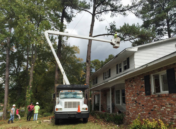 Best Tree Maintenance Programs  in Oakley, CA